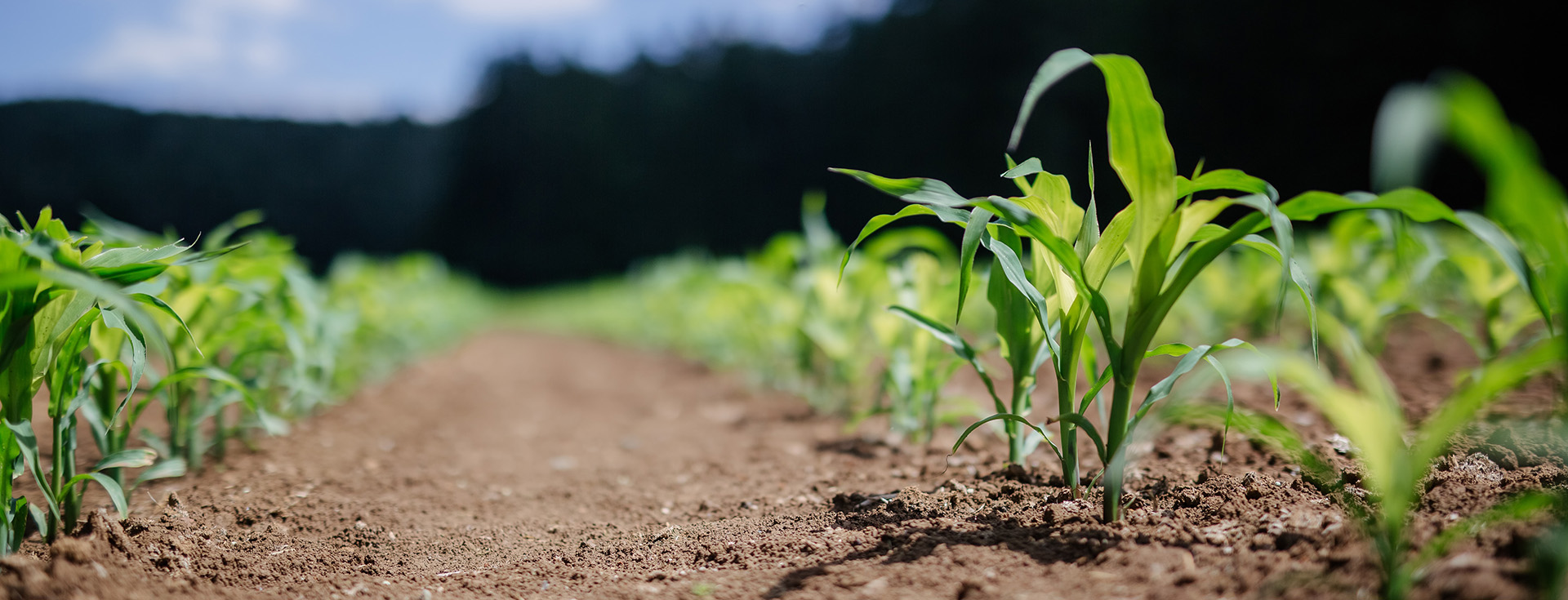 maize-in-ground_copy.jpg